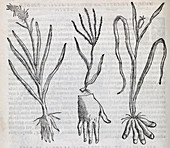Digital plants,16th century artwork