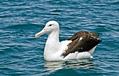 Northern royal albatross