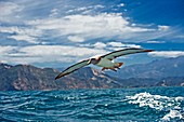 Salvin's albatross in flight