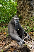 Crested black macaque