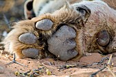 African lion paw