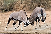 Gemsboks fighting