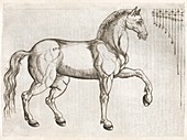 Horse anatomy,16th century artwork
