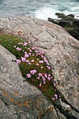 Thrift (Armeria maritima Miller)