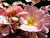 Rose (Rosa 'Soft Knockout')