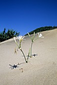 Sea Daffodil (Pancratium maritimum)