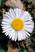 Southern Daisy (Bellis sylvestris)