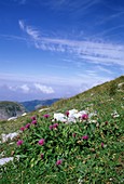 Greater Knapweed (Centaurea scabiosa)