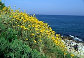 Curry Plant (Helichrysum italicum)