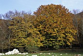 Beech (Fagus sylvatica)