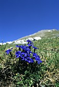 Spring Gentian (Gentiana verna)