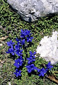 Spring Gentian (Gentiana verna)