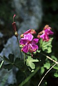 Cranesbill (Geranium macrorrhizum)