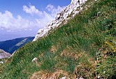 Festuca robustifolia