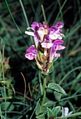 Alpine Skullcap (Scutellaria alpina)