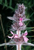 Stachys tymphaea