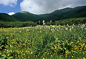 White Asphodel (Asphodelus albus)