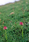 Vanilla Orchid (Nigritella nigra)