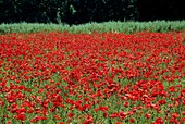 Field Poppies (Papaver rhoeas)
