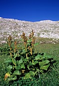 Monk's Rhubarb (Rumex alpinus)