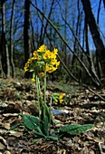 Cowslip (Primula veris)