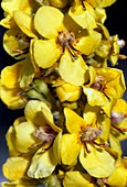 Mullein (Verbascum densiflorum)