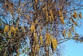 Alder (Alnus glutinosa)