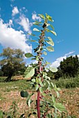 Pigweed (Amaranthus graecizans)