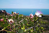 Caper (Capparis spinosa)