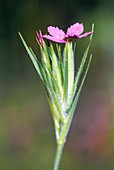 Depford pink (Dianthus armeria)