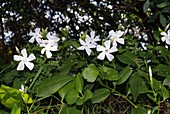 Periwinkle (Vinca difformis)