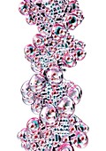 DNA molecule,artwork