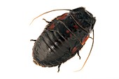 Giant hissing cockroach,dorsal view