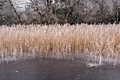 Frozen lake and reeds