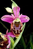 Late spider orchid (Ophrys holoserica)