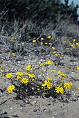 Senecio leucanthemifolius