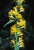 Goldenrod (Solidago virgaurea)