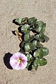 Calystegia soldanella