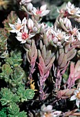 Stonecrop (Sedum micranthum)