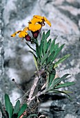 Wallflower (Erysimum cheiri)