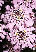 Pruit's Candytuft (Iberis pruitii)