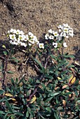 Sweet Alyssum (Lobularia maritima)