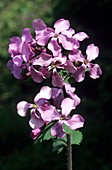 Lunaria annua subsp. pachyrhiza