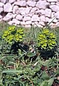 Spurge (Euphorbia helioscopia)