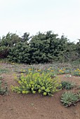 Spurge (Euphorbia terracina)
