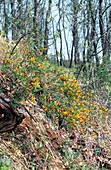 Hairy Broom (Chamaecytisus hirsutus)