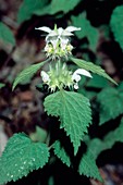 Deadnettle (Lamium flexuosum)