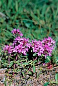 Thyme (Thymus longicaulis)