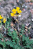 Horseshoe Vetch (Hippocrepis comosa)