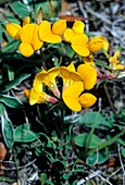 Birdsfoot Trefoil (Lotus corniculatus)